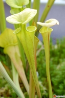 Schlauchpflanze Sarracenia flava